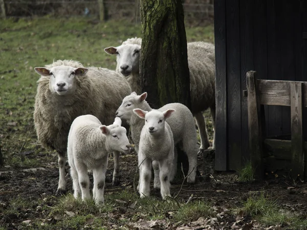 Ovelhas na Alemanha — Fotografia de Stock