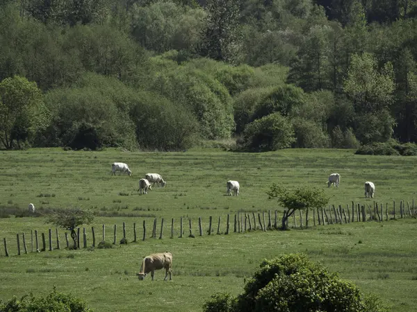 Alla sciabica del fiume — Foto Stock