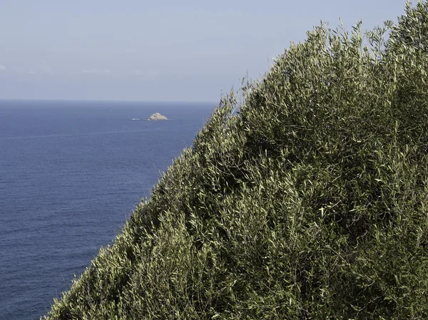 La isla de Córcega —  Fotos de Stock