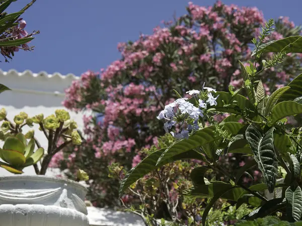 La isla de ibiza — Foto de Stock