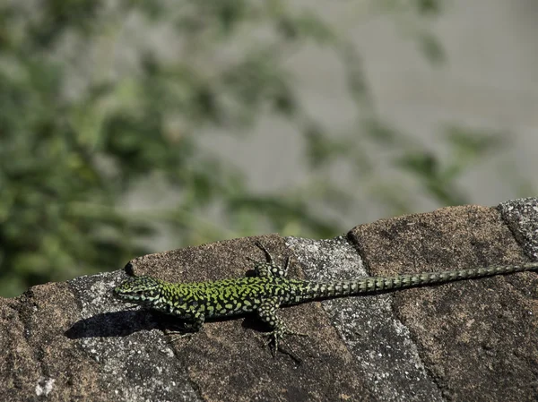 Liguria em itália — Fotografia de Stock