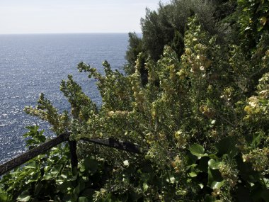 monaco kent