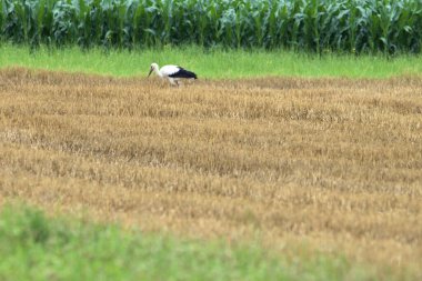 Leylek, Liechtenstein, Ruggell 'de bir çayırda yürüyor. 24.7.2020
