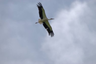 Lihtenştayn 24.7.2020 'de Ruggell' in üzerinde açık kanatlı leylek süzülüyor.