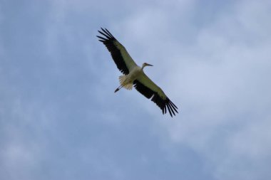 Lihtenştayn 24.7.2020 'de Ruggell' in üzerinde açık kanatlı leylek süzülüyor.