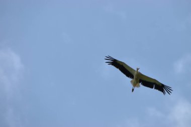 Lihtenştayn 24.7.2020 'de Ruggell' in üzerinde açık kanatlı leylek süzülüyor.