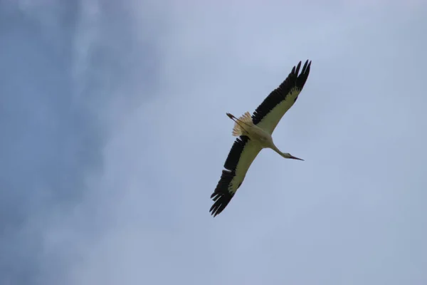 Stork Spreaded Wings Gliding Sky Ruggell Liechtenstein 2020 — Stock Photo, Image