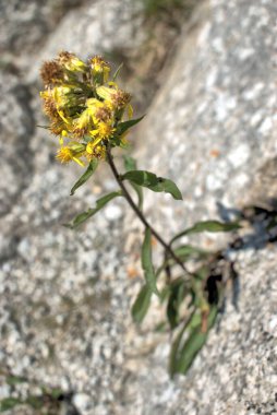 İsviçre 'deki Lukmanierpass' ta sarı çiçek. 30.7.2020