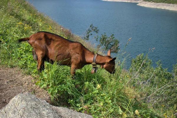2020年7月30日 在瑞士卢克曼关口 山羊正在吃一些食物 — 图库照片