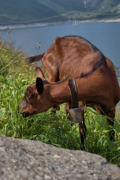 Goat is having some food at the Lukmanierpass in Switzerland 30.7.2020