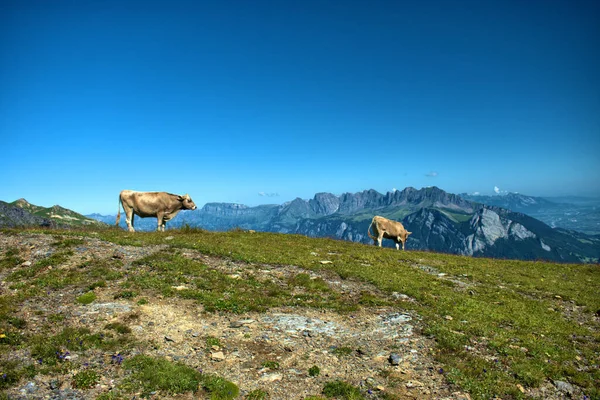 Vaca Está Teniendo Hermoso Día Monte Pizol Suiza 2020 — Foto de Stock