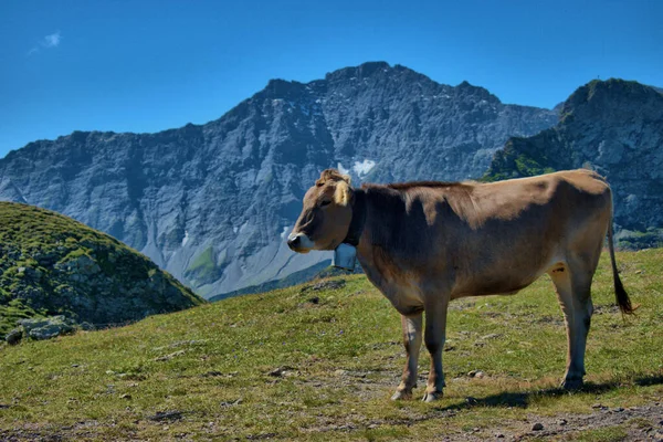 Cow Having Lovely Day Mount Pizol Switzerland 2020 — Stock Photo, Image