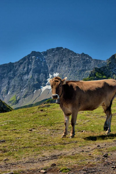 Vaca Está Teniendo Hermoso Día Monte Pizol Suiza 2020 — Foto de Stock
