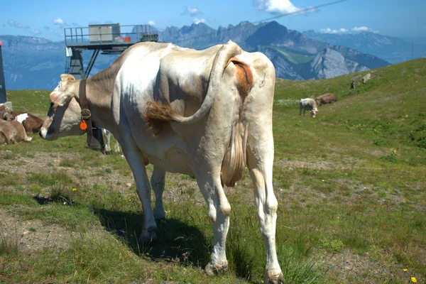 Vaca Tem Dia Relaxante Monte Pizol Suíça 2020 — Fotografia de Stock