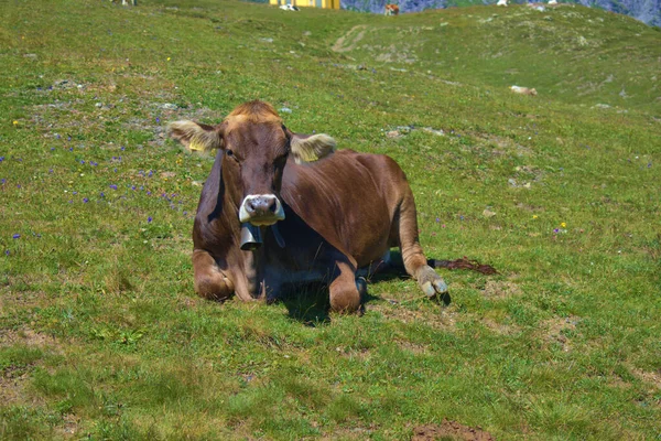Vaca Tiene Día Relajante Monte Pizol Suiza 2020 — Foto de Stock