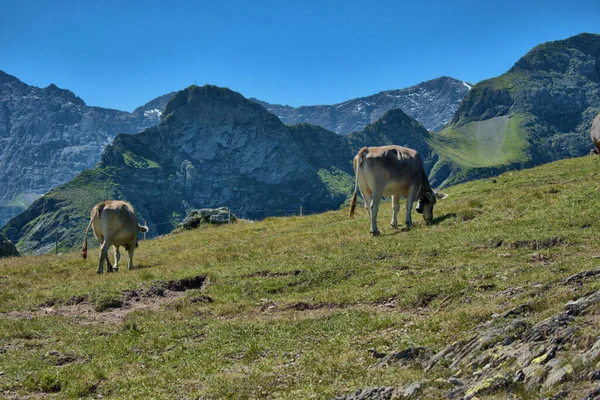 Vaca Tiene Día Relajante Monte Pizol Suiza 2020 — Foto de Stock