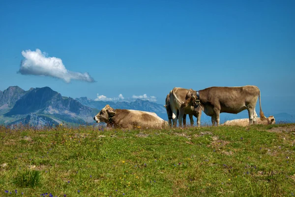Vache Passe Une Journée Détente Mont Pizol Suisse 2020 — Photo