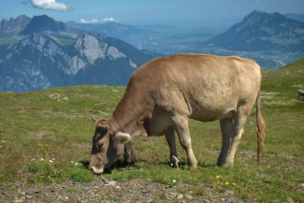 Vaca Tiene Día Relajante Monte Pizol Suiza 2020 — Foto de Stock