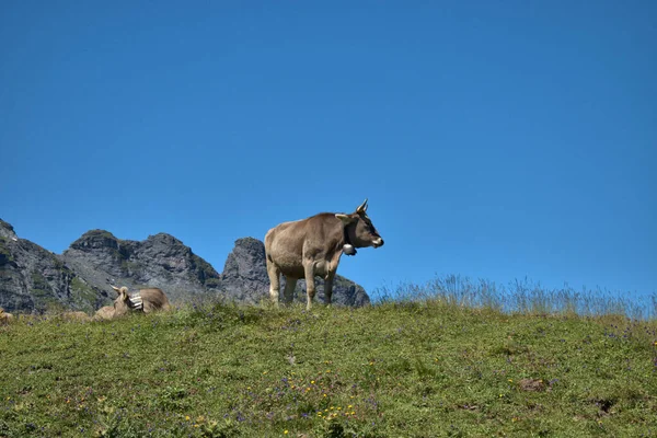 Vaca Tiene Día Relajante Monte Pizol Suiza 2020 — Foto de Stock
