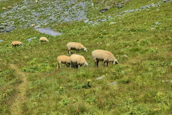 Domba Padang Rumput Atas Gunung Pizol Swiss 2020 — Stok Foto