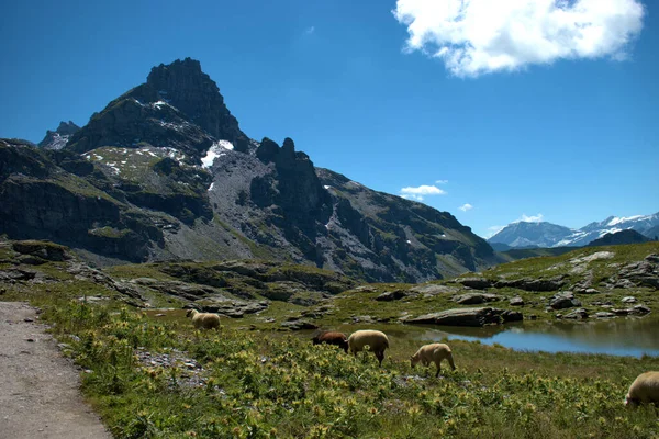 Овцы Лугу Вершине Горы Пизол Швейцарии 2020 — стоковое фото