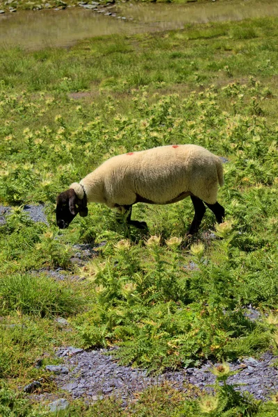 Domba Padang Rumput Atas Gunung Pizol Swiss 2020 — Stok Foto