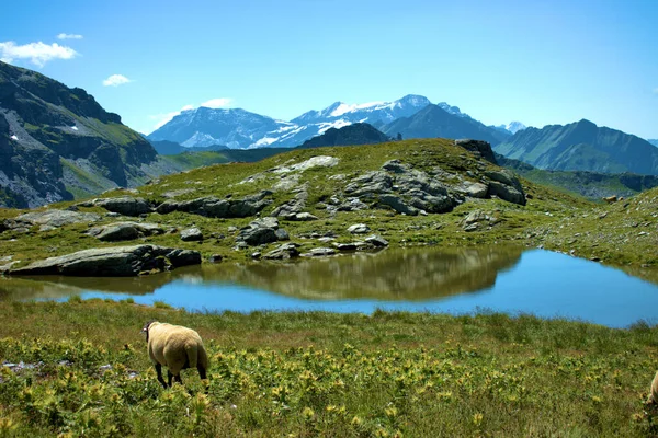 Ovejas Prado Cima Del Monte Pizol Suiza 2020 — Foto de Stock