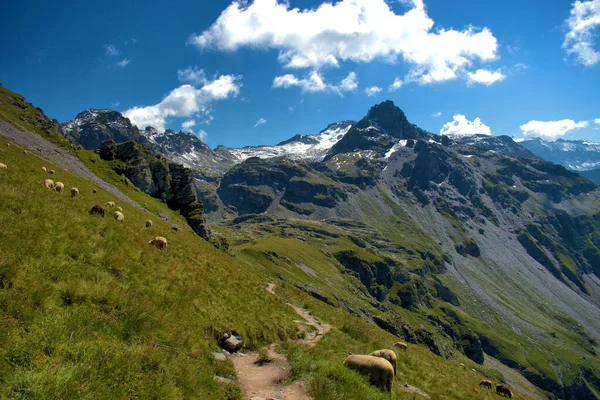 Schapen Een Weide Top Van Pizol Berg Zwitserland 2020 — Stockfoto