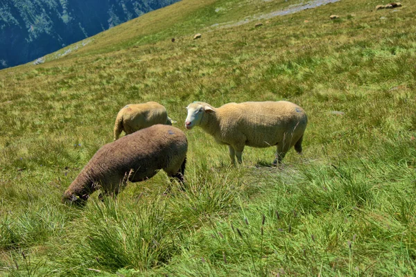 スイスのピゾル山の頂上の牧草地で羊7 2020 — ストック写真