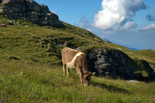 Vaca Prado Cima Del Monte Pizol Suiza 2020 — Foto de Stock