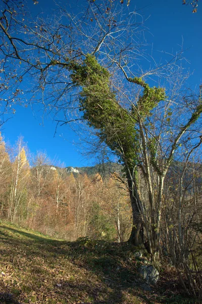 Krásná Podzimní Náladová Krajina Triesenbergu Lichtenštejnsku 2020 — Stock fotografie