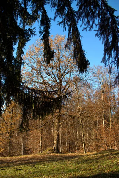 Kleurrijk Herfstlandschap Triesenberg Liechtenstein 2020 — Stockfoto