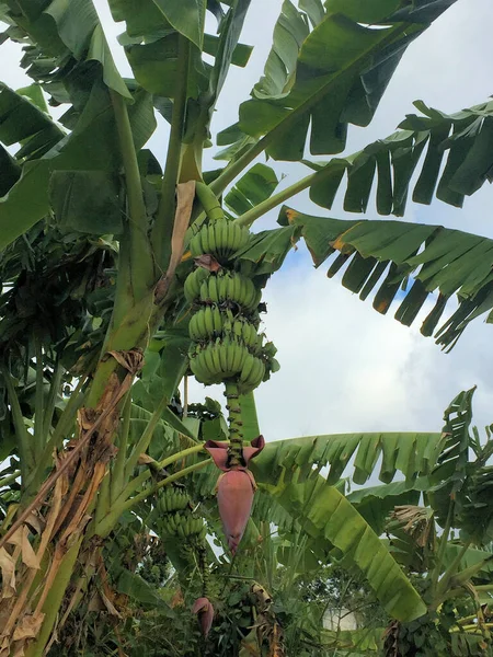 Bananes Suspendues Arbre Santa Clara Cuba 2016 — Photo