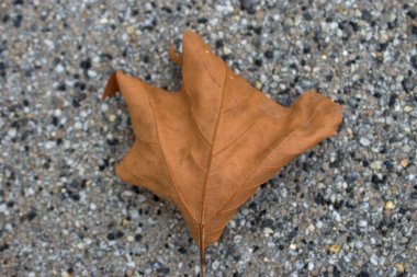 Lihtenştayn, Vaduz 'da yerde sarkmış akçaağaç yaprağı, 23.9.2020