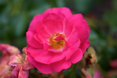 Lihtenştayn 'da Vaduz' da pembe güller 23.9.2020