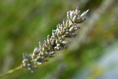 Lihtenştayn 'da Vaduz' da bir çiçeğin makro görüntüsü 23.9.2020