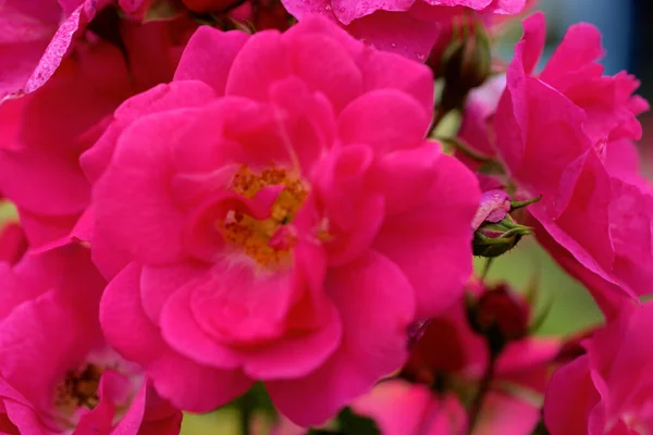 Pink Roses Vaduz Liechtenstein 2020 — Stock Photo, Image