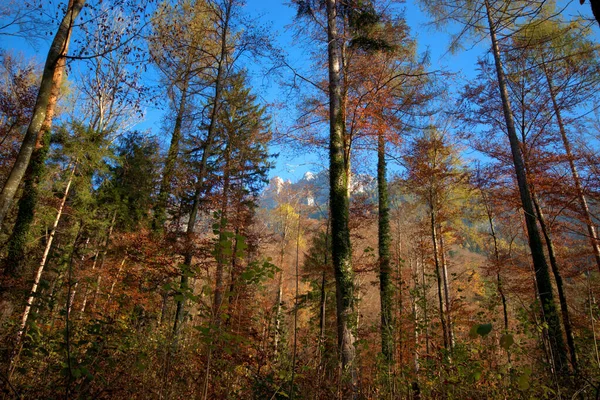 Clima Colorido Outono Planken Liechtenstein 2020 — Fotografia de Stock