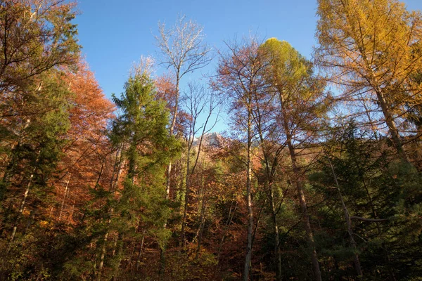 Clima Colorido Outono Planken Liechtenstein 2020 — Fotografia de Stock