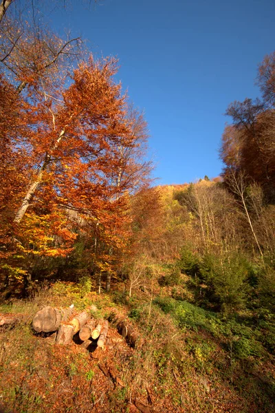 Clima Colorido Outono Planken Liechtenstein 2020 — Fotografia de Stock