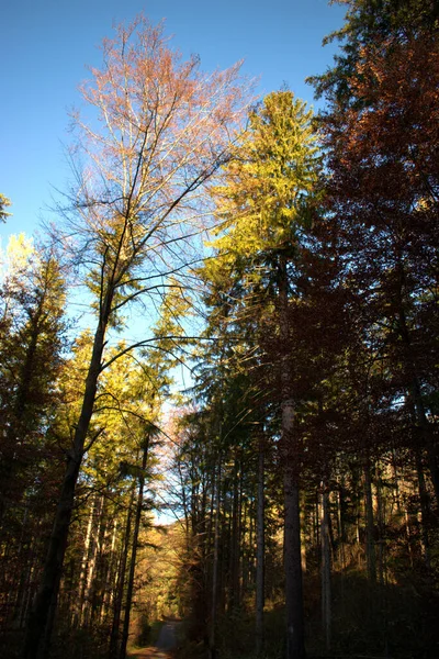 リヒテンシュタインのシャーンの森を歩く 2020 — ストック写真