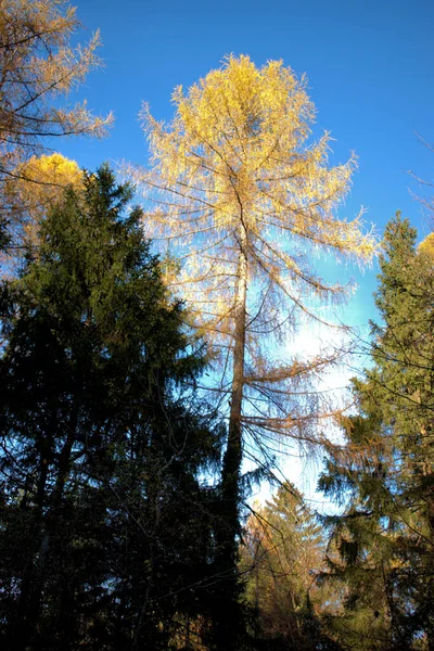 Caminhada Floresta Schaan Liechtenstein 2020 — Fotografia de Stock