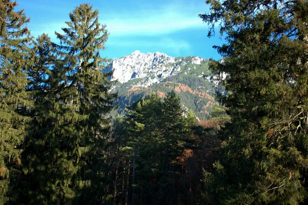 Caminhada Floresta Schaan Liechtenstein 2020 — Fotografia de Stock