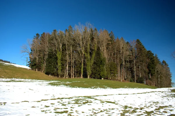瑞士一座山上的树木2020年12月18日 — 图库照片