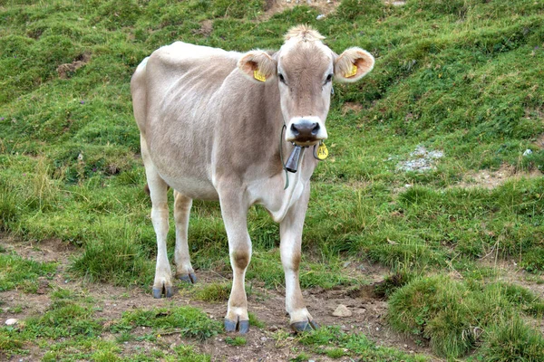 Lovely cow on a farming field in the alps at the Albulapass in Switzerland 12.8.2020