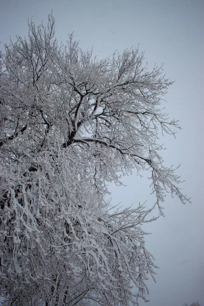Дерева Несуть Свіжий Сніг Вадуці Ліхтенштейні 2021 — стокове фото