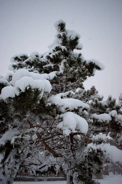 Branches Tree Carrying Some Fresh Fallen Snow Vaduz Liechtenstein 2021 — Stock Photo, Image