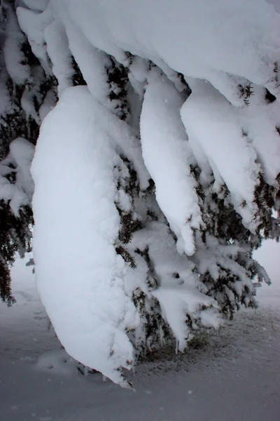 Дерева Несуть Свіжий Сніг Вадуці Ліхтенштейні 2021 — стокове фото