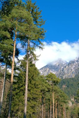 Lihtenştayn, Vaduz 'daki bir ormandan dağlara bakın. 17.2.2021