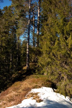 İsviçre 'de bir ormanın içindeki kırsal alanda yürüyüş günü 20.2.2021